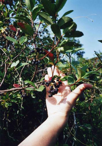 c062fdaa.jpg