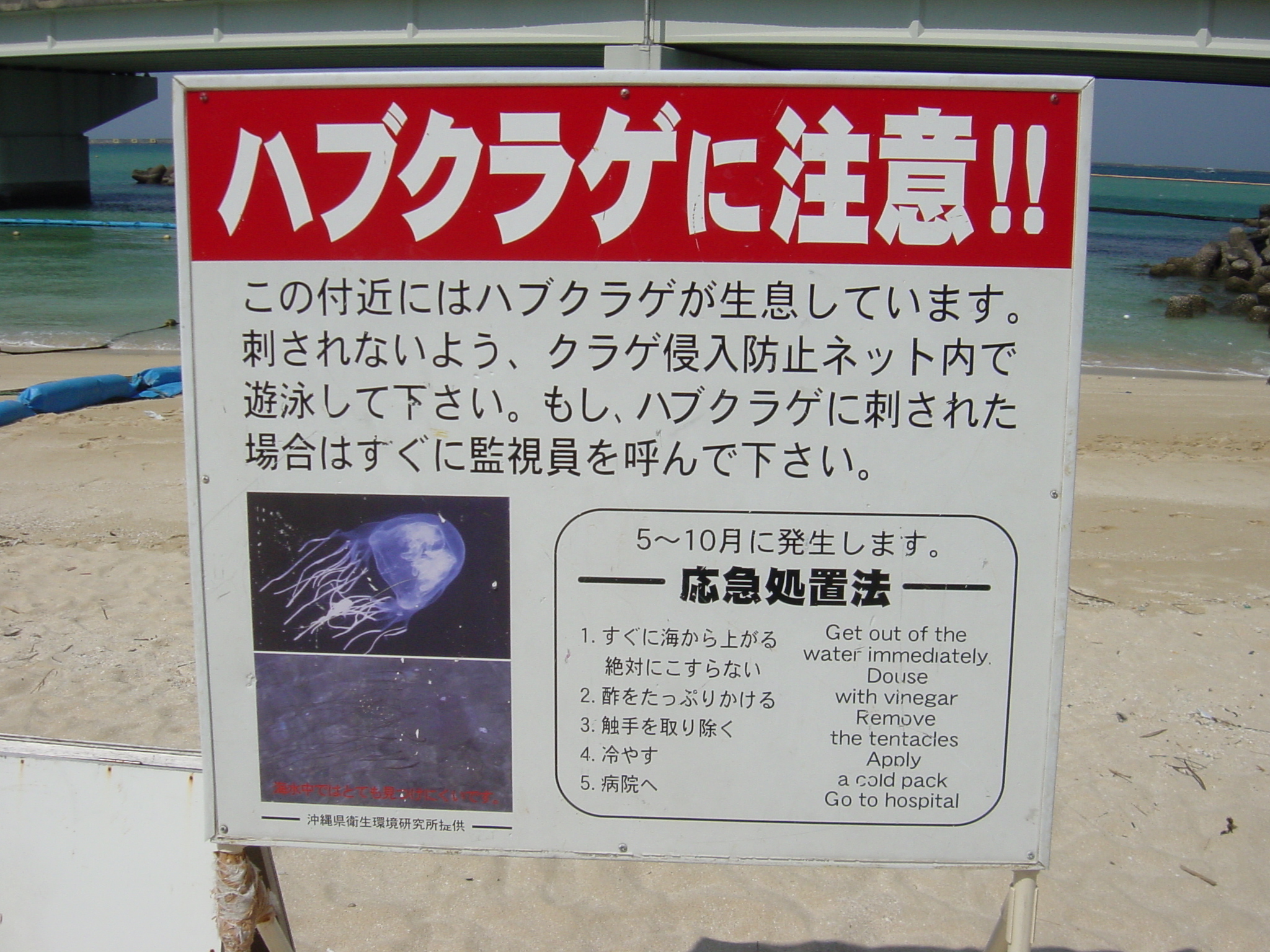 ハブクラゲ 沖縄ハワイ湘南スローライフ