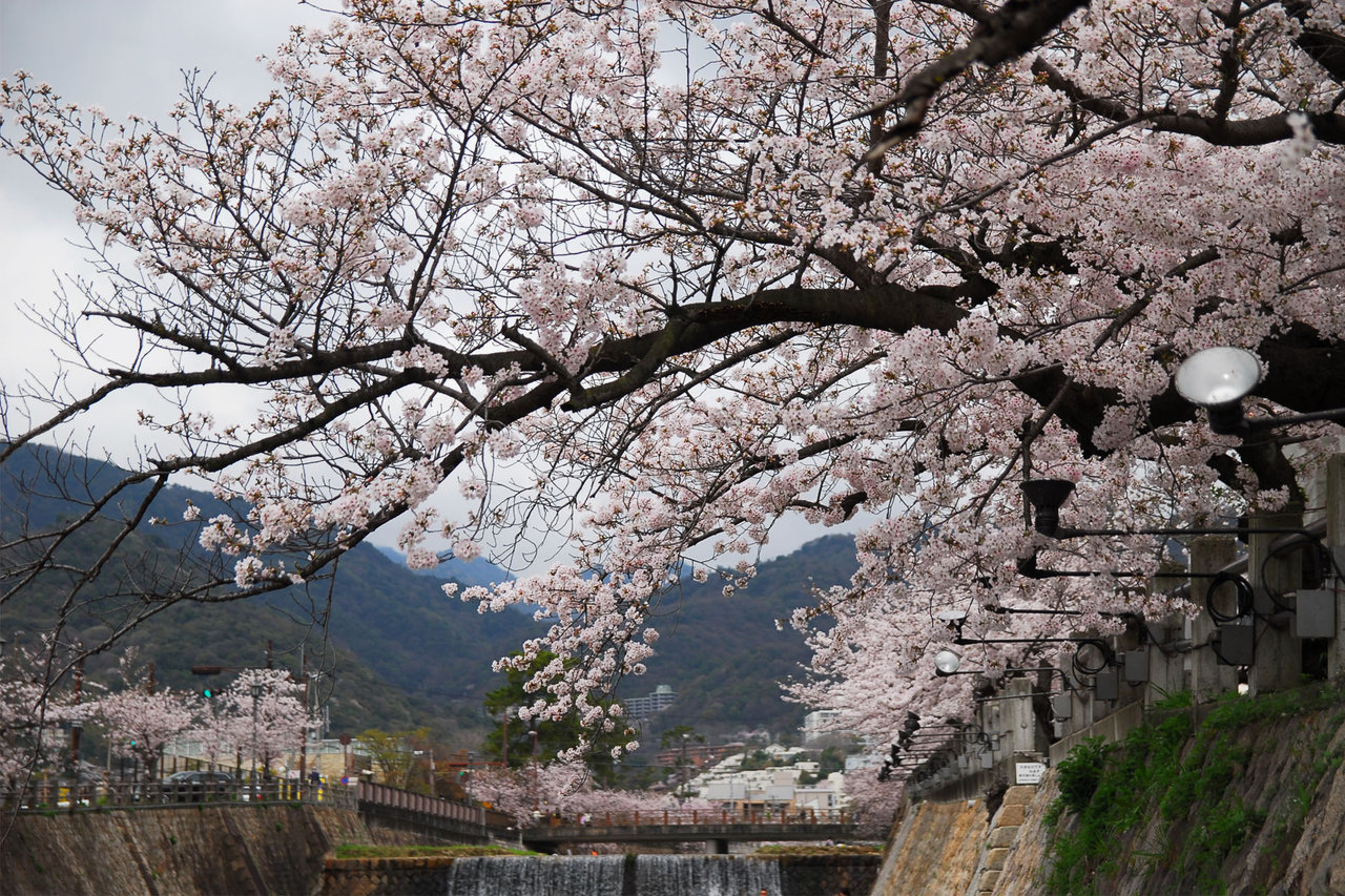 芦屋川 桜が見頃 公共施設 デザイン 芦屋川 桜が見頃 公共施設 デザイン