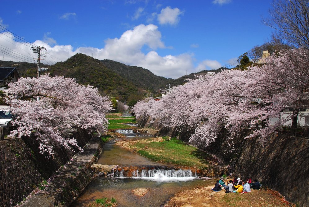 芦屋川 桜が満開 公共施設 デザイン 芦屋川 桜が満開 公共施設 デザイン