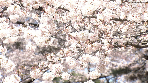 sakura