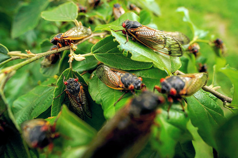 Prime Number Cicada