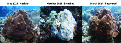 coral01