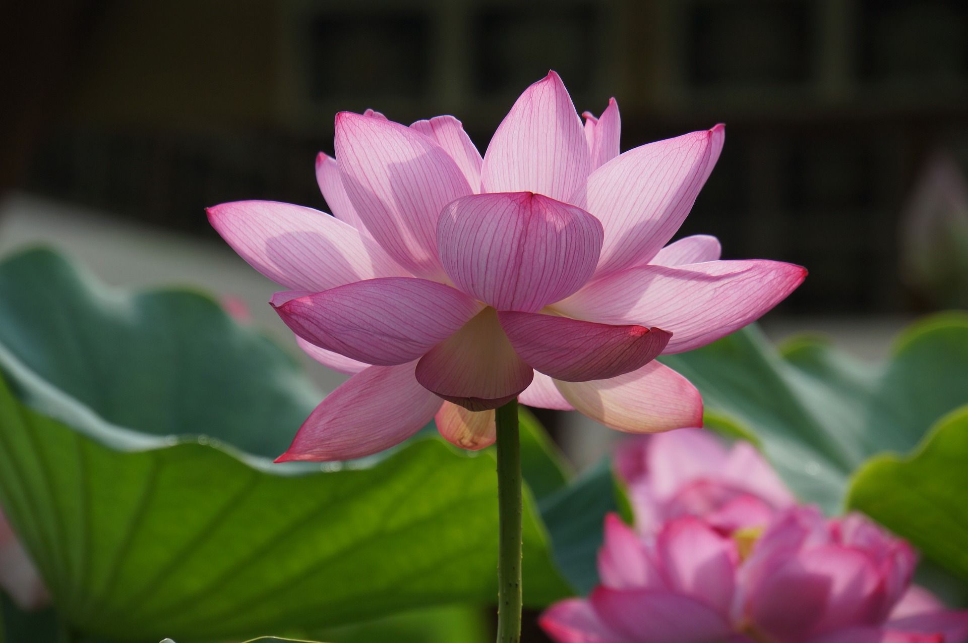 久米南町 はすの花まつりをそっちのけでハス撮影:公開日誌