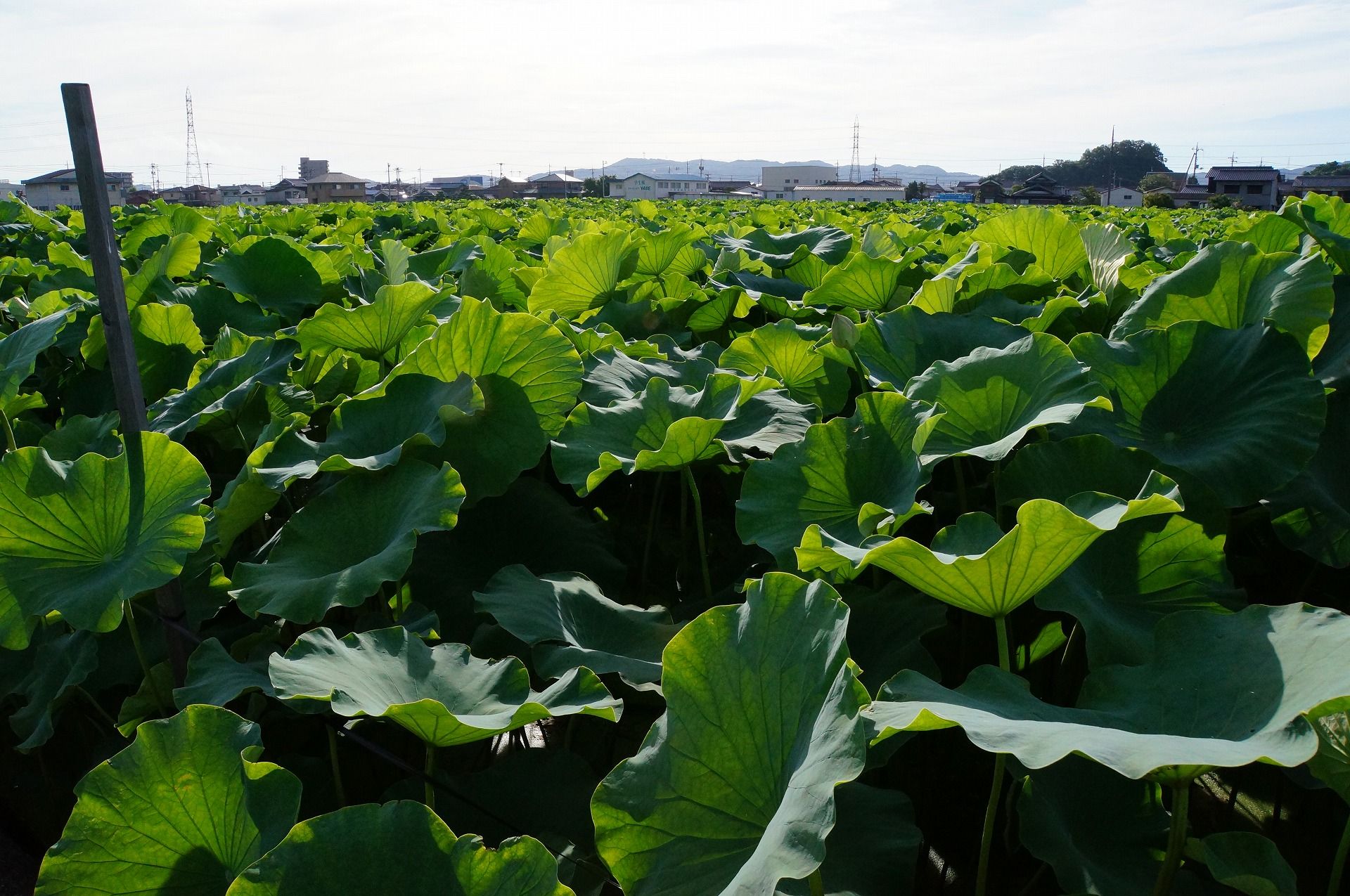 島町 田 倉敷 新 市 鶴 連