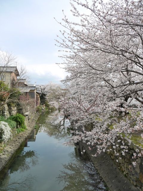 sakura3