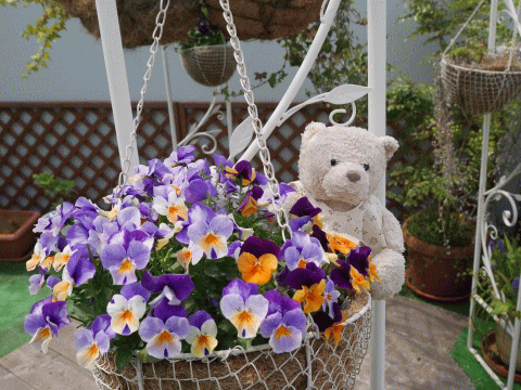garden1