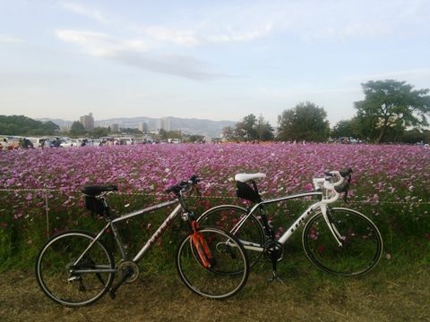 cosmos3