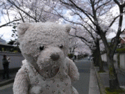 sakura2