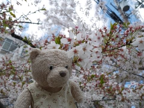 sakura2