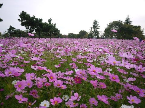 cosmos2