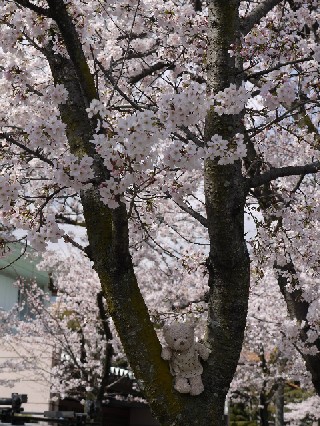 sakura3