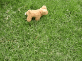 walkwalk