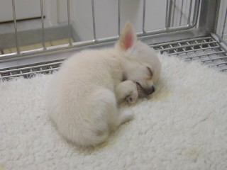chihuahua