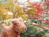 4d521763.gif