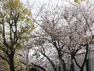 sakura3