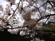 sakura4