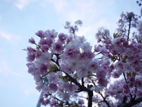sakura8