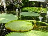 rudvic03_060918
