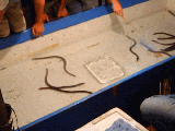 8b7bca2f.gif