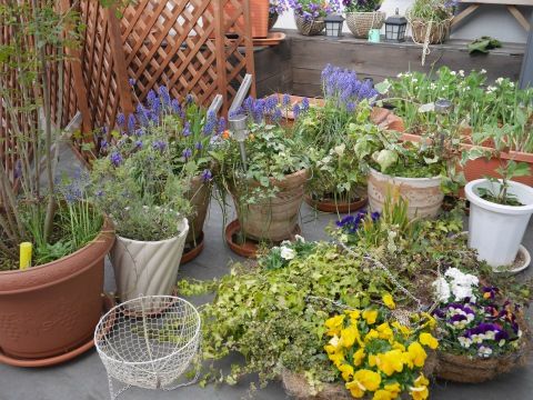 garden4