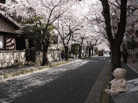 sakura1