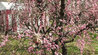 ume1