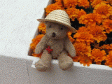 infiorata2