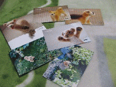 card