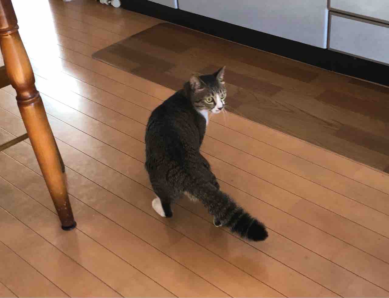 ゆずのしっぽがタヌキに ぷち ぷち ちょこっと