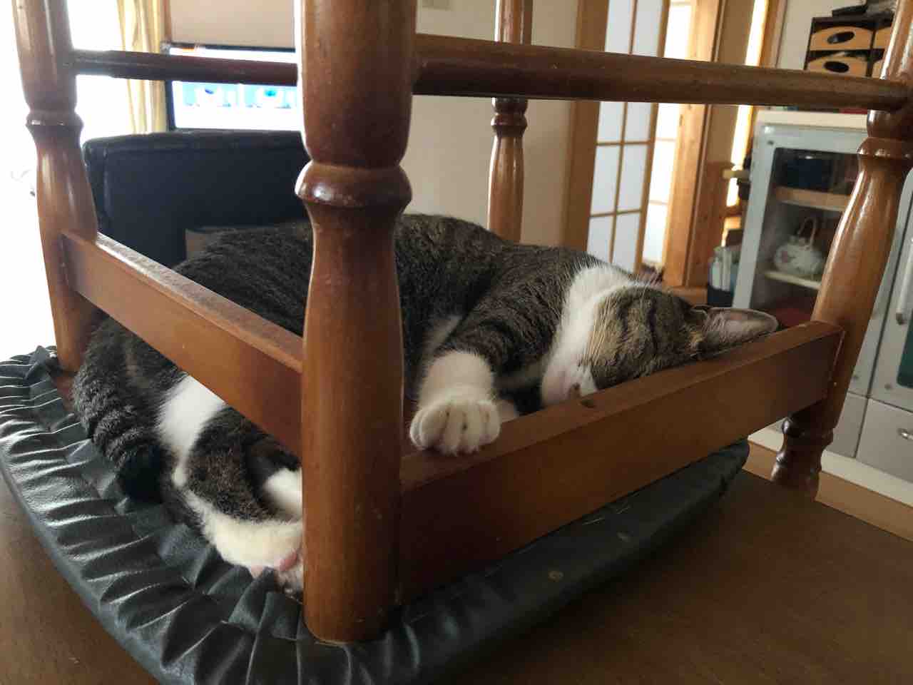 ゆず、膀胱炎になる : ぷち・ぷち・ちょこっと