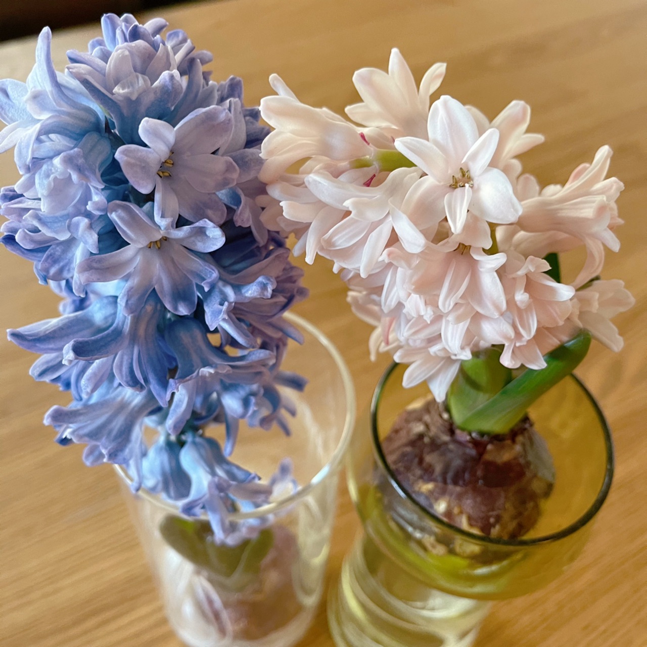 花のある暮らし 桜色のヒヤシンスが咲きました Irodori 心地よくて小さな暮らし Powered By ライブドアブログ 花のある暮らし 桜色のヒヤシンスが咲きました Irodori 心地よくて小さな暮らし Powered By ライブドアブログ