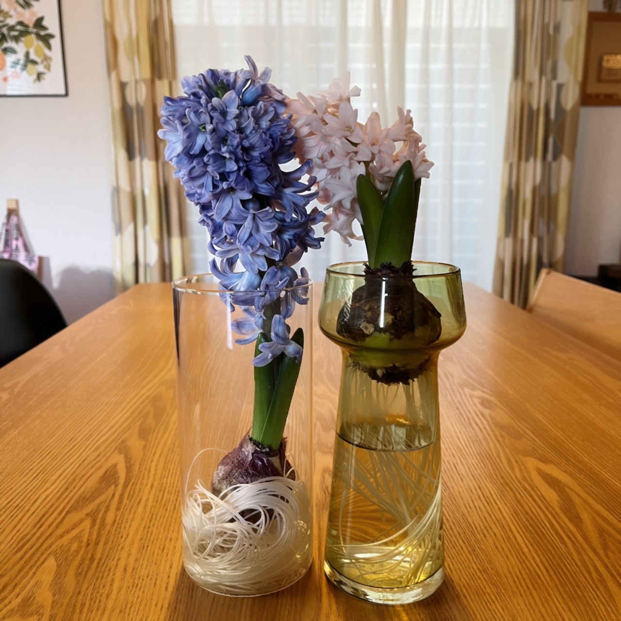 花のある暮らし 桜色のヒヤシンスが咲きました Irodori 心地よくて小さな暮らし Powered By ライブドアブログ 花のある暮らし 桜色のヒヤシンスが咲きました Irodori 心地よくて小さな暮らし Powered By ライブドアブログ