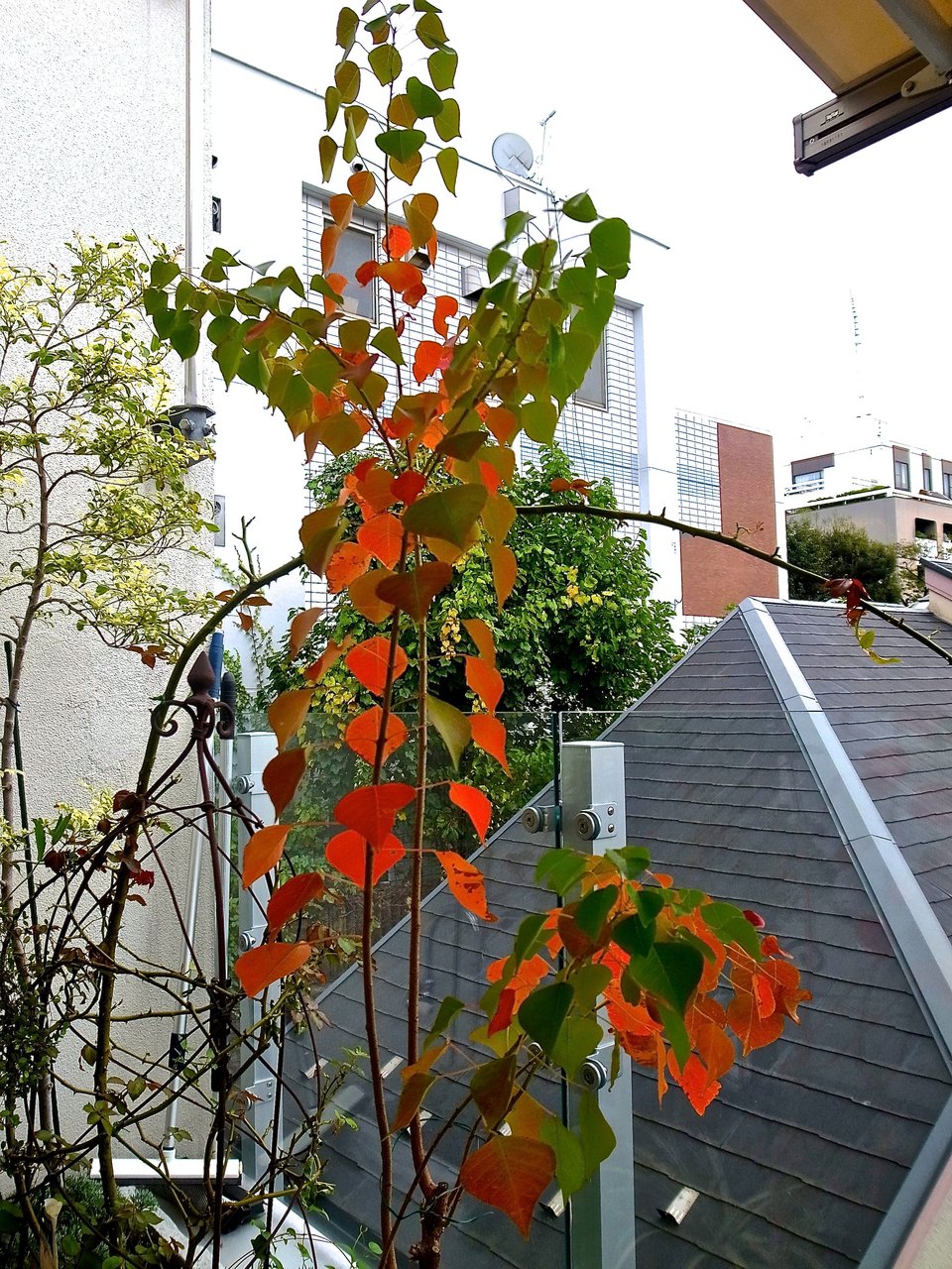 ベランダも紅葉がはじまりました Lovely Place