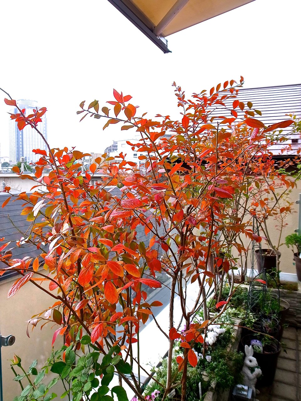 ベランダは紅葉 真っ盛り Lovely Place ベランダは紅葉 真っ盛り Lovely Place