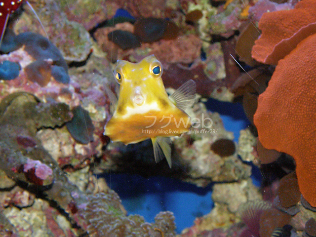 フグ紹介１ ラクダハコフグ レティキュレイトボックスフィッシュ ミナミハコフグ フグ フグweb ハコフグとフグと海水魚と Second Season