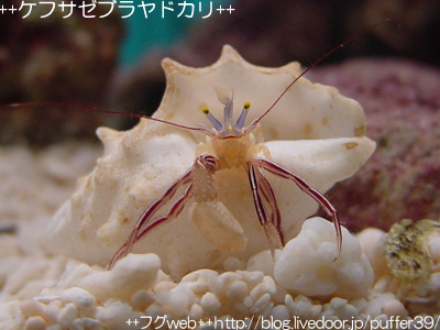 とぼけた表情がかわいい ケフサゼブラヤドカリ フグweb ハコフグとフグと海水魚と Second Season とぼけた表情がかわいい ケフサゼブラヤドカリ フグweb ハコフグとフグと海水魚と Second Season