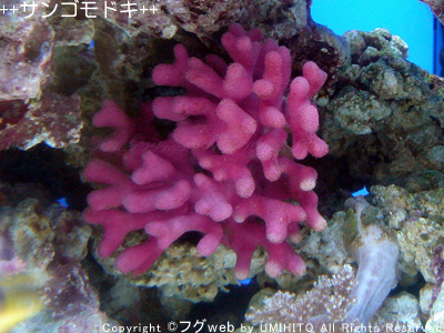 サンゴモドキ のピンクは目立ちすぎ フグweb ハコフグとフグと海水魚と Second Season サンゴモドキ のピンクは目立ちすぎ フグweb ハコフグとフグと海水魚と Second Season