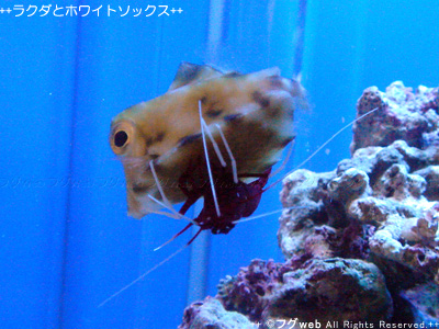 ラクダハコフグ お掃除タイム フグweb ハコフグとフグと海水魚と Second Season