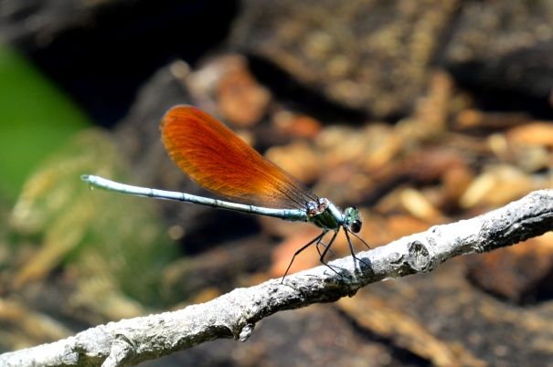 アサヒナカトンボ ハラビロトンボ モートンイトトンボ オオイトトンボ 生き物屋ガラパゴス