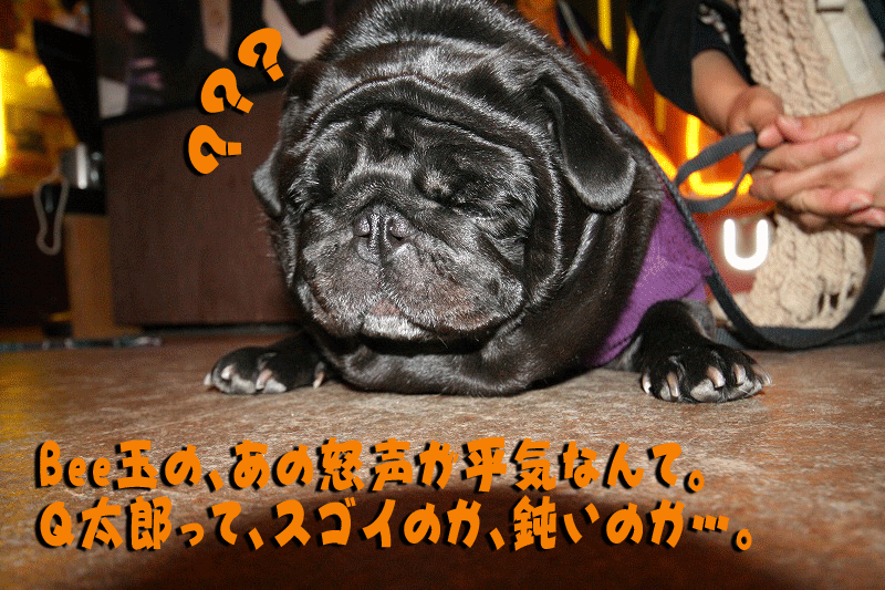 bozu08