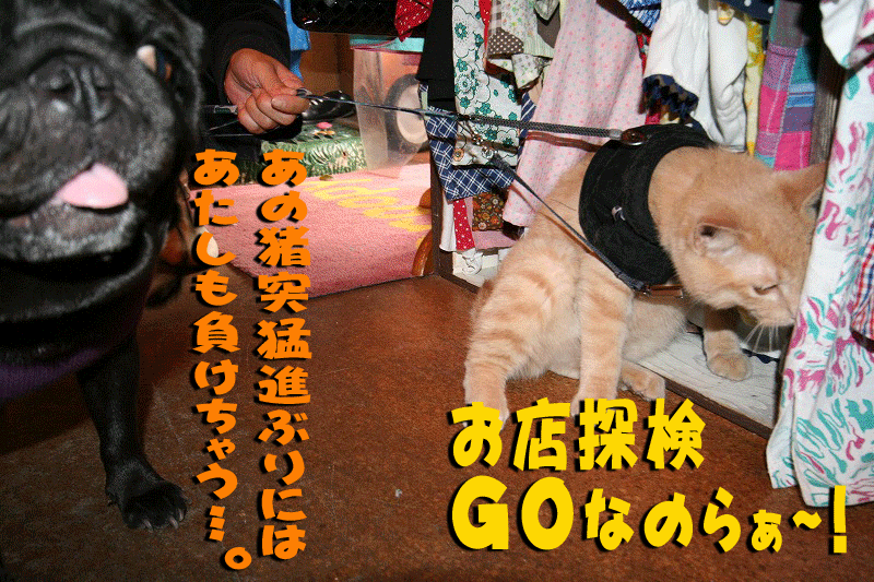 bozu06