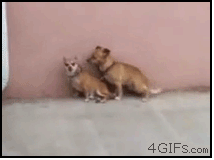 なんj民って動物gifすきだよな M9 D ﾌﾟｷﾞｬｰまとめ