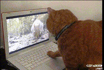 Gif ネッコ ご主人と熱い友情で結ばれる M9 D プギャーまとめ Gif ネッコ ご主人と熱い友情で結ばれる M9 D プギャーまとめ