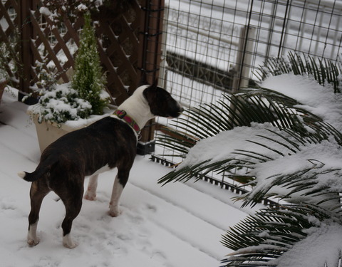 DSC09395 (1)-道にも雪が積もってる！