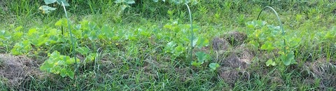 IMG_20250715_164609~2