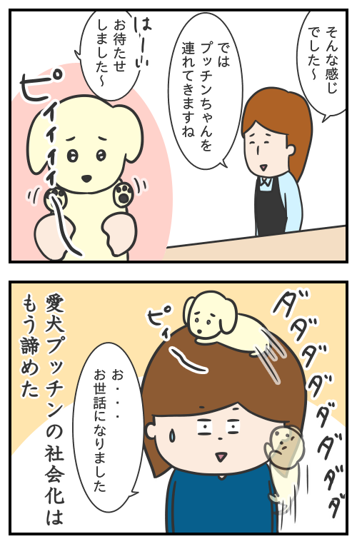 愛犬プッチンを犬の幼稚園に入れてみた
