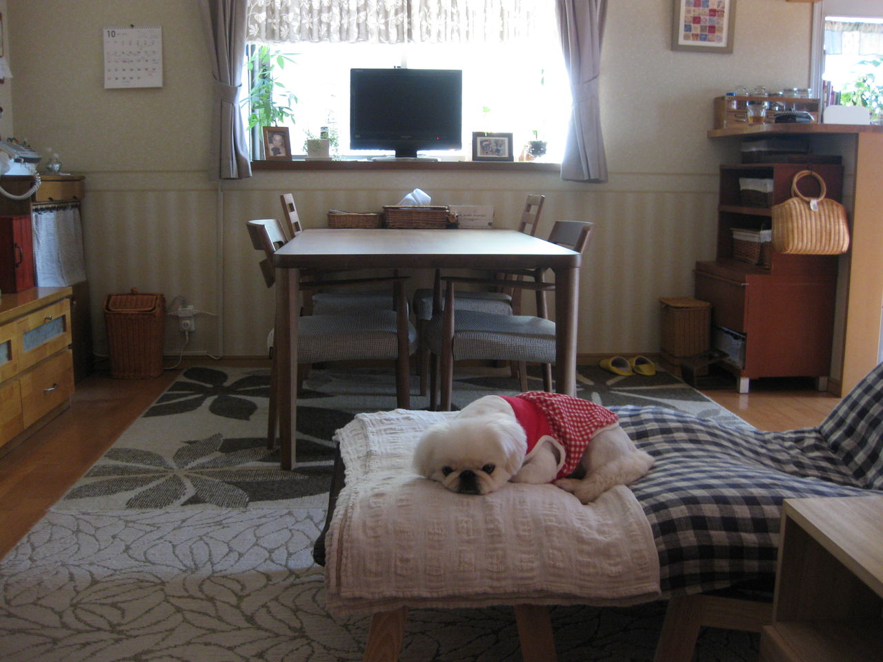 脚 切りました ペチャと暮らす My Home