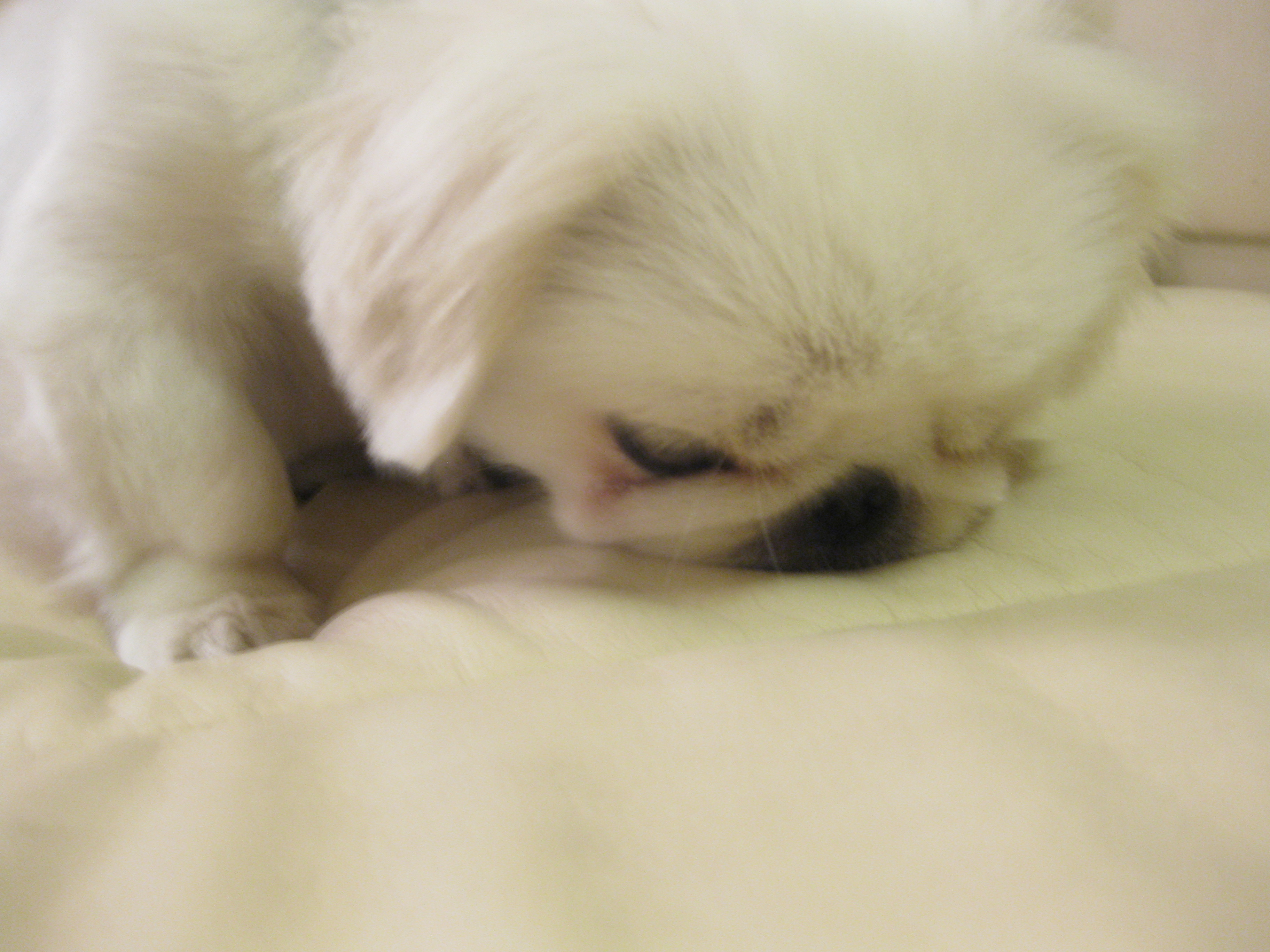 ブサかわ犬 鼻ペチャだいすき ペキ パグのわくわくライフ ブサかわ犬 鼻ペチャだいすき ペキ パグのわくわくライフ