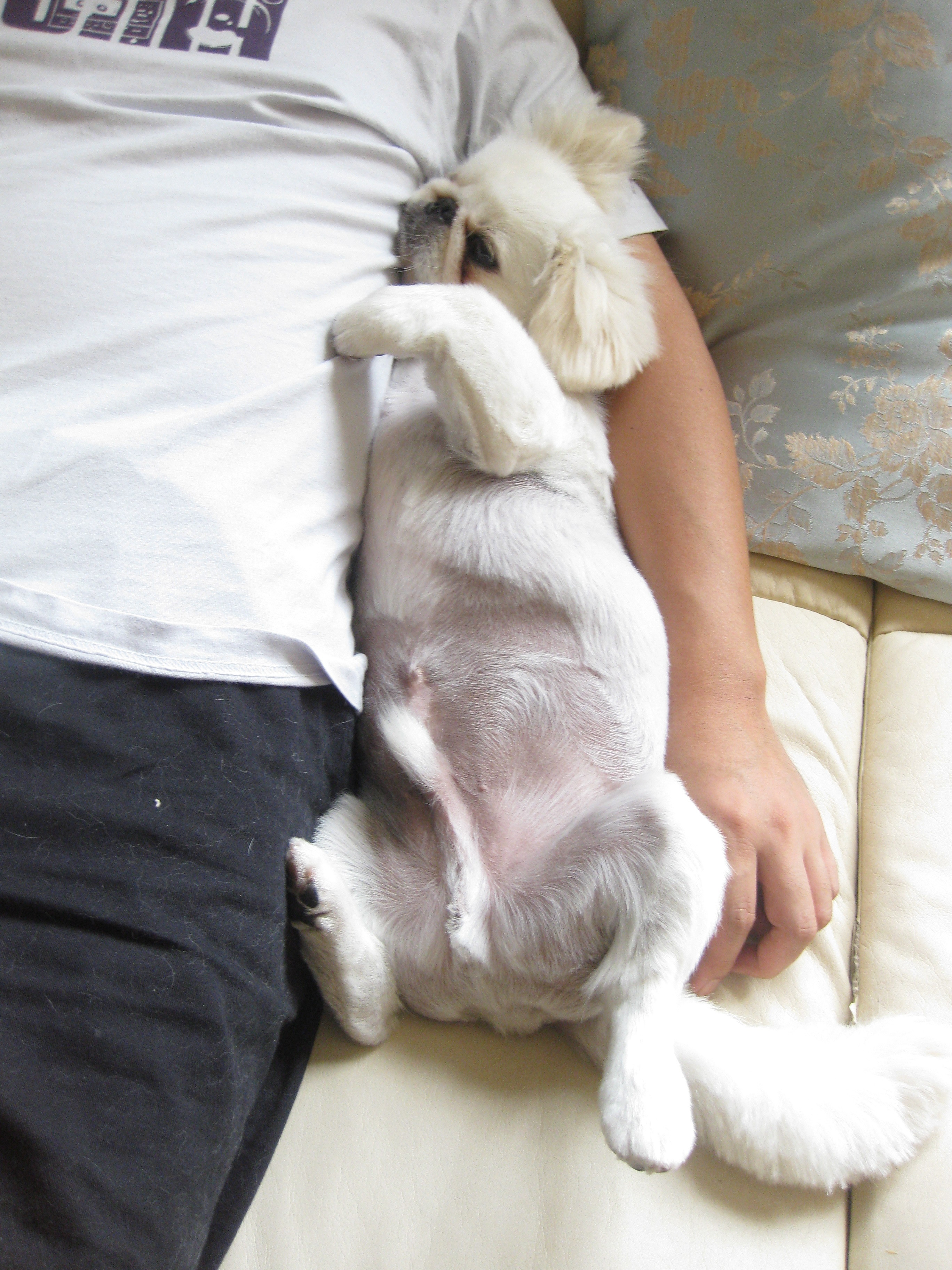 ブサかわ犬 鼻ペチャだいすき ペキ パグのわくわくライフ ブサかわ犬 鼻ペチャだいすき ペキ パグのわくわくライフ